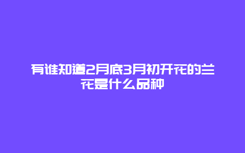 有谁知道2月底3月初开花的兰花是什么品种