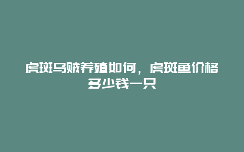 虎斑乌贼养殖如何，虎斑鱼价格多少钱一只