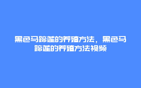 黑色马蹄莲的养殖方法，黑色马蹄莲的养殖方法视频