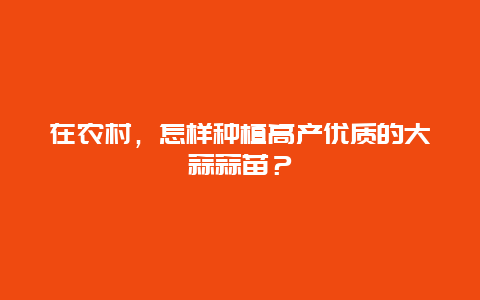 在农村，怎样种植高产优质的大蒜蒜苗？