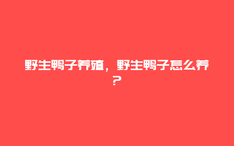 野生鸭子养殖，野生鸭子怎么养?