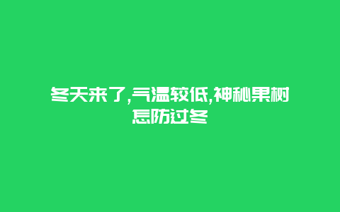 冬天来了,气温较低,神秘果树怎防过冬