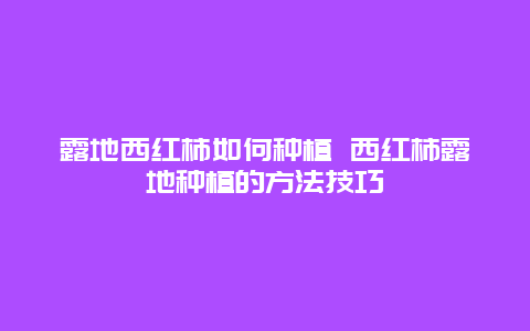 露地西红柿如何种植 西红柿露地种植的方法技巧