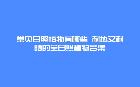 常见日照植物有哪些 耐热又耐晒的全日照植物合集