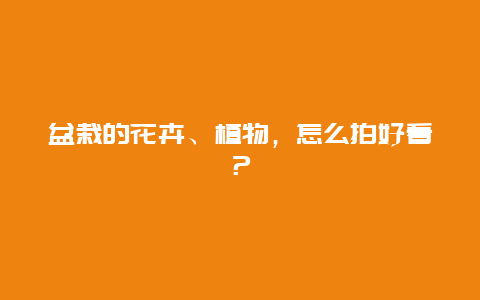 盆栽的花卉、植物，怎么拍好看？