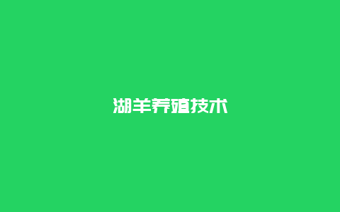 湖羊养殖技术