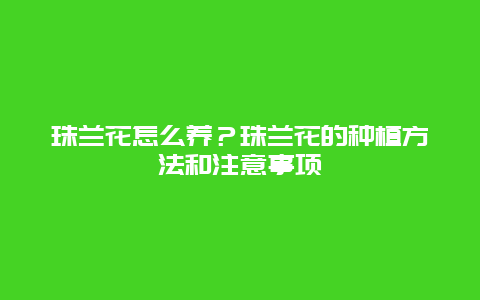 珠兰花怎么养？珠兰花的种植方法和注意事项