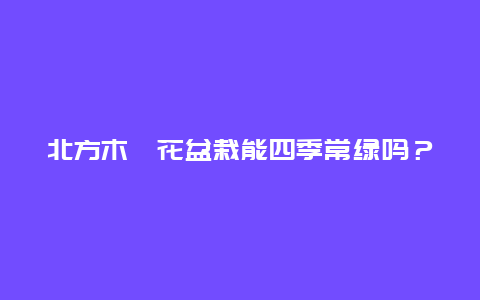 北方木槿花盆栽能四季常绿吗？