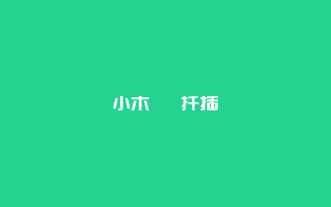 小木槿 扦插