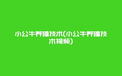 小公牛养殖技术(小公牛养殖技术视频)