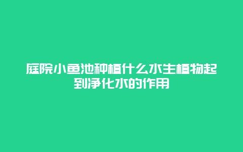 庭院小鱼池种植什么水生植物起到净化水的作用