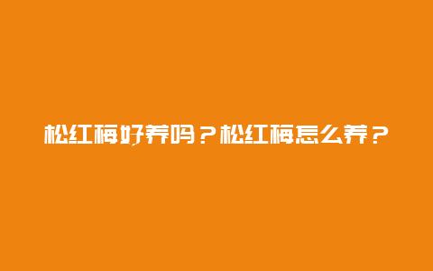 松红梅好养吗？松红梅怎么养？