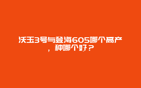 沃玉3号与登海605哪个高产，种哪个好？