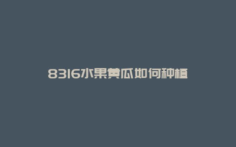 8316水果黄瓜如何种植