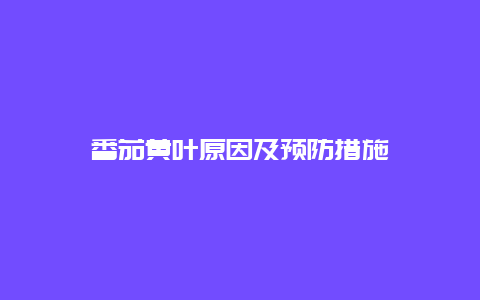 番茄黄叶原因及预防措施