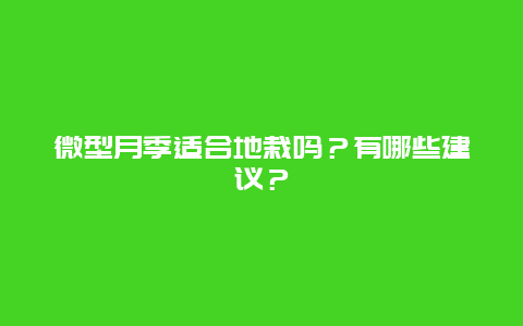 微型月季适合地栽吗？有哪些建议？