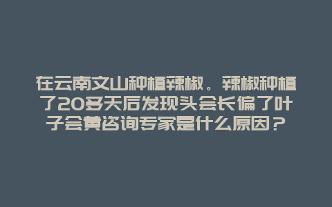 在云南文山种植辣椒。辣椒种植了20多天后发现头会长偏了叶子会黄咨询专家是什么原因？