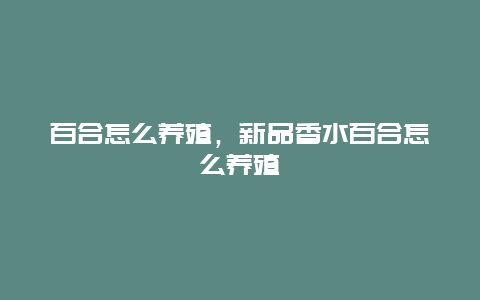 百合怎么养殖，新品香水百合怎么养殖