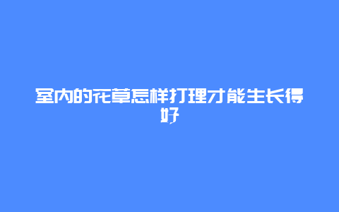 室内的花草怎样打理才能生长得好