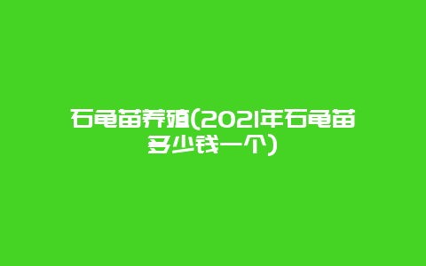 石龟苗养殖(2021年石龟苗多少钱一个)