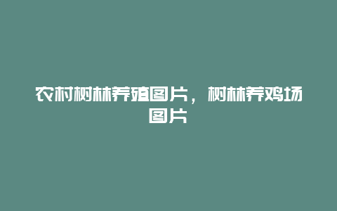 农村树林养殖图片，树林养鸡场图片