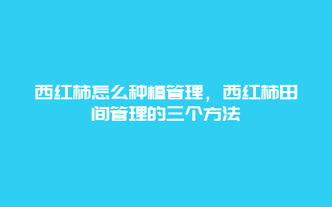 西红柿怎么种植管理，西红柿田间管理的三个方法