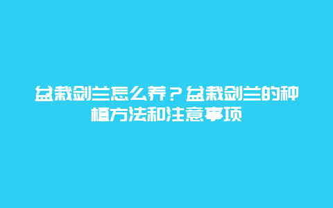 盆栽剑兰怎么养？盆栽剑兰的种植方法和注意事项