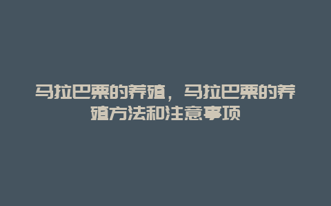 马拉巴栗的养殖，马拉巴栗的养殖方法和注意事项