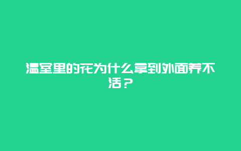 温室里的花为什么拿到外面养不活？