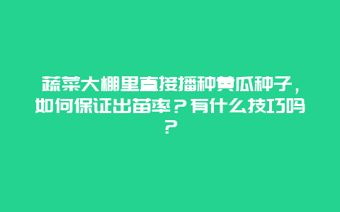 蔬菜大棚里直接播种黄瓜种子，如何保证出苗率？有什么技巧吗？