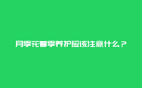 月季花春季养护应该注意什么？