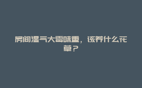 房间湿气大霉味重，该养什么花草？