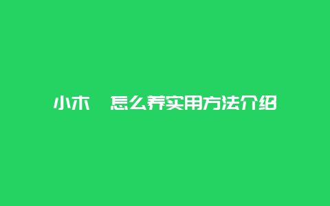 小木槿怎么养实用方法介绍