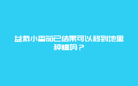 盆栽小番茄已结果可以移到地里种植吗？