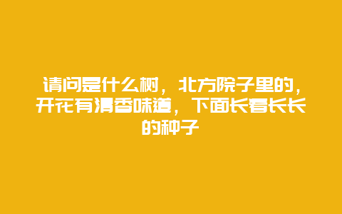 请问是什么树，北方院子里的，开花有清香味道，下面长着长长的种子