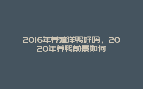 2016年养殖洋鸭好吗，2020年养鸭前景如何