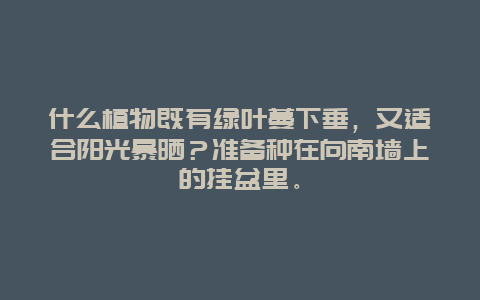 什么植物既有绿叶蔓下垂，又适合阳光暴晒？准备种在向南墙上的挂盆里。