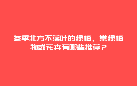 冬季北方不落叶的绿植，常绿植物或花卉有哪些推荐？