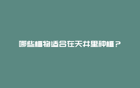 哪些植物适合在天井里种植？