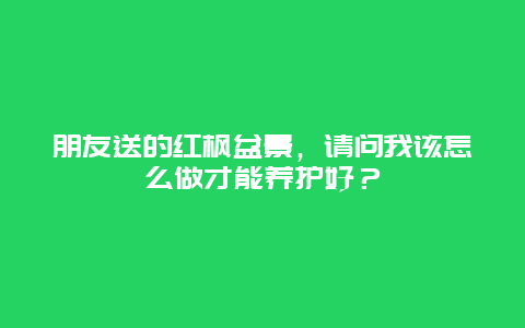 朋友送的红枫盆景，请问我该怎么做才能养护好？