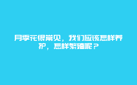 月季花很常见，我们应该怎样养护，怎样繁殖呢？