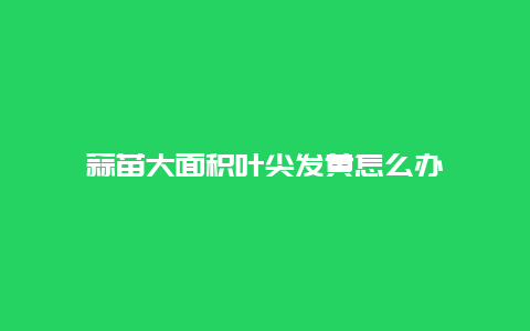 蒜苗大面积叶尖发黄怎么办