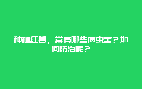 种植红薯，常有哪些病虫害？如何防治呢？