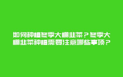 如何种植冬季大棚韭菜？冬季大棚韭菜种植需要注意哪些事项？