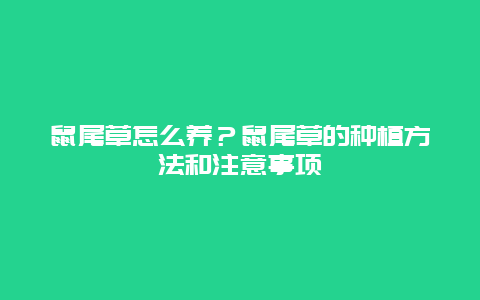 鼠尾草怎么养？鼠尾草的种植方法和注意事项