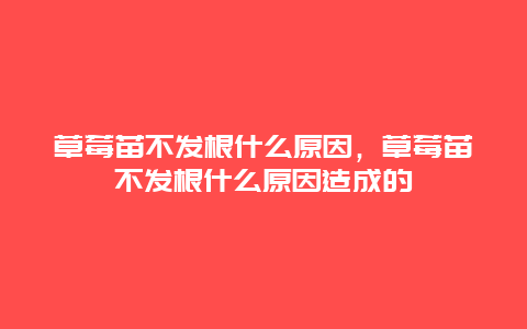 草莓苗不发根什么原因，草莓苗不发根什么原因造成的