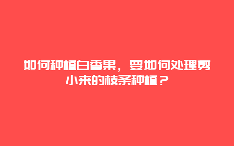 如何种植白香果，要如何处理剪小来的枝条种植？