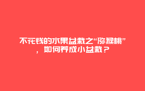 不花钱的水果盆栽之“猕猴桃”，如何养成小盆栽？