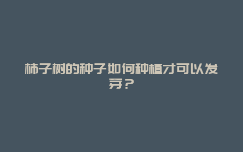 柿子树的种子如何种植才可以发芽？