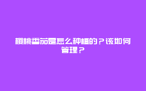 樱桃番茄是怎么种植的？该如何管理？